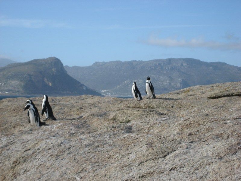 Cape Point Trip