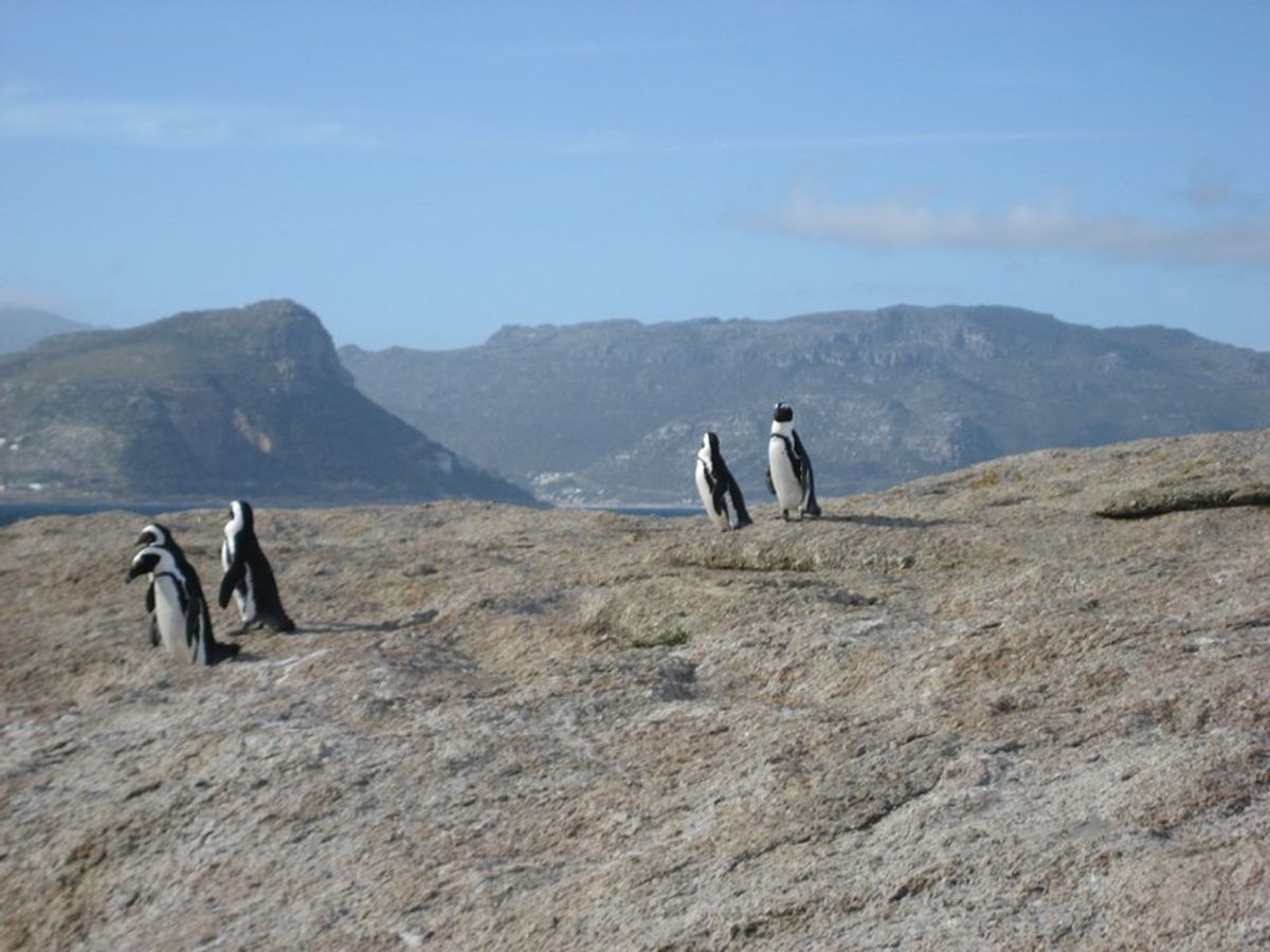 Cape Point Trip