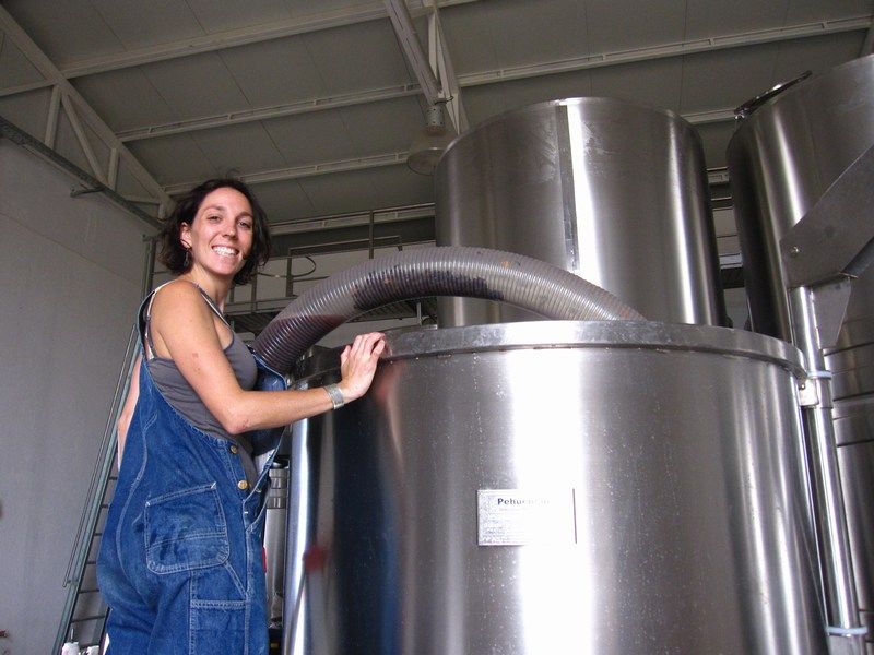 Wine Harvest