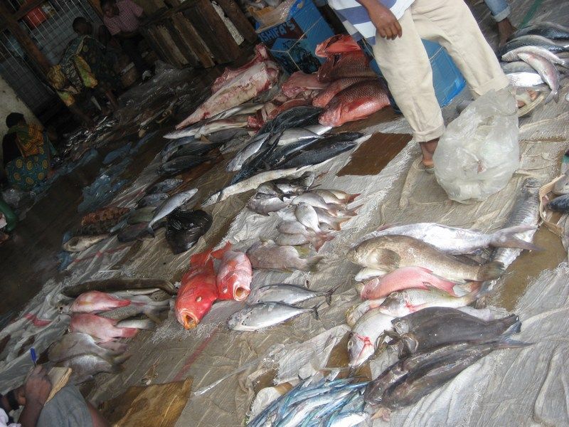 Fish, fish, fish!