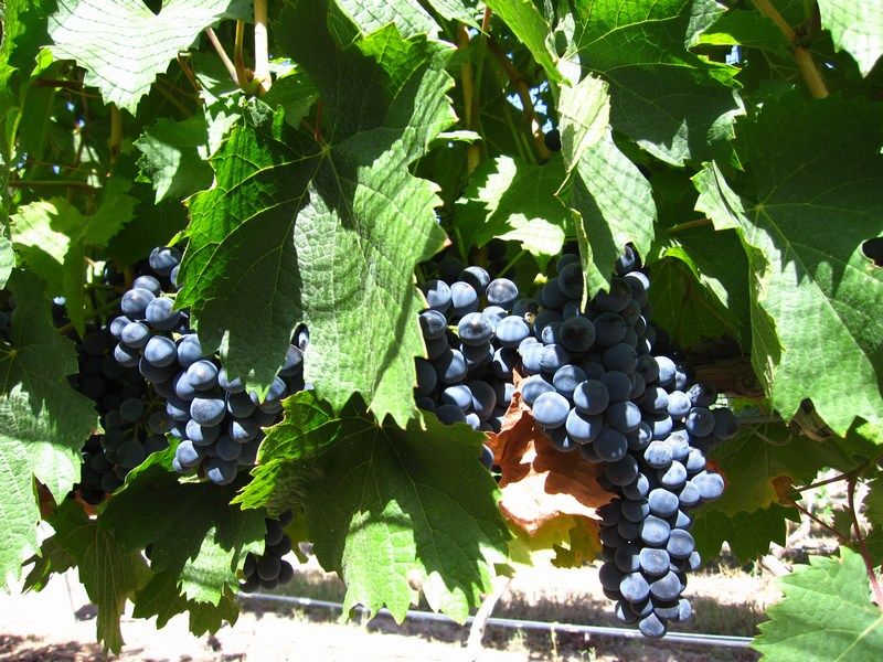 Lujan de Cuyo, Wine Tours