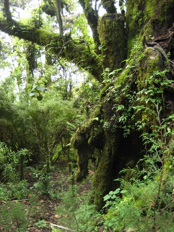 Volcano Acatenango