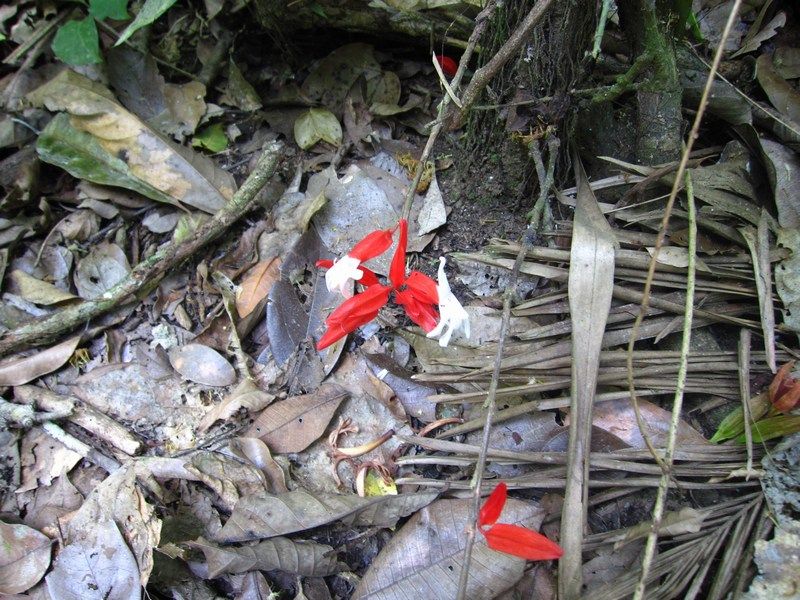 Madidi