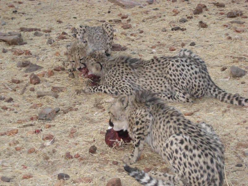 Cheetahs