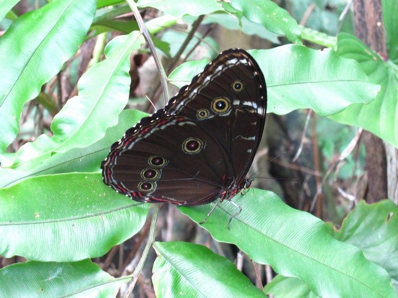 Madidi