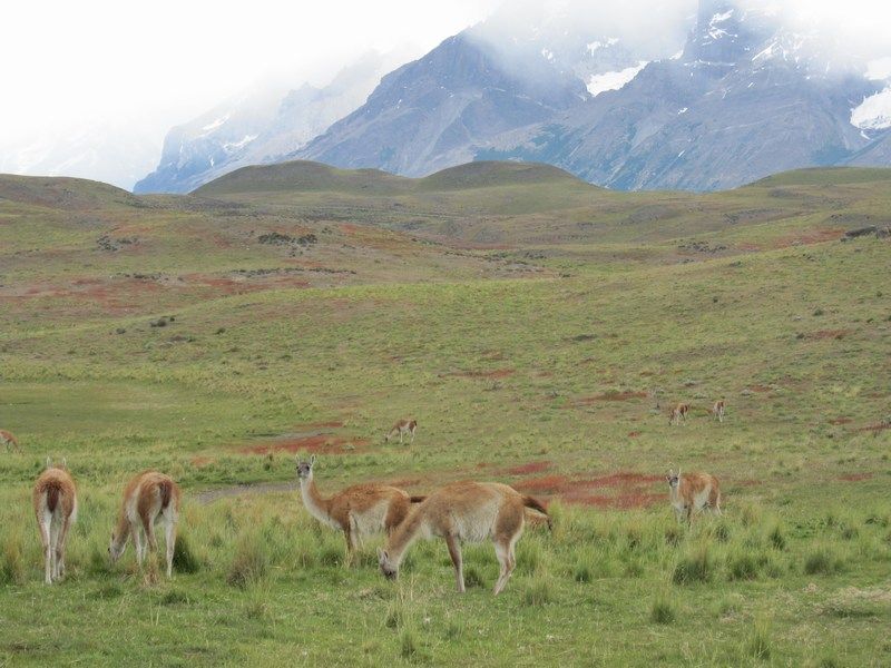 Torres del Paine
