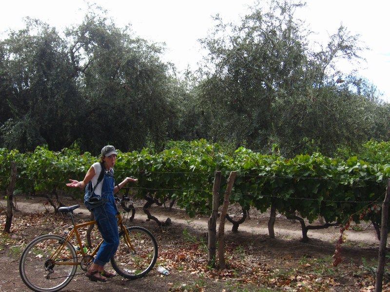 Bikes and Wine