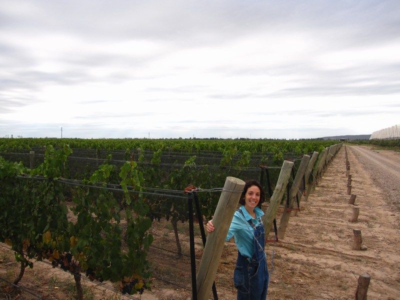 Wine Harvest