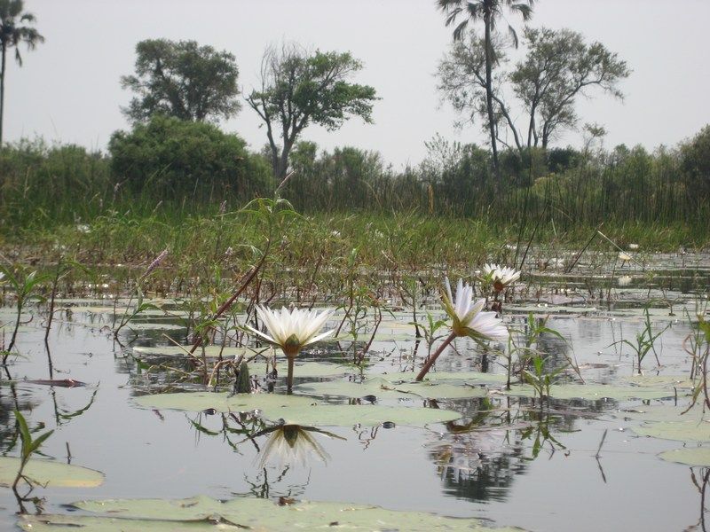 Okavango Delta