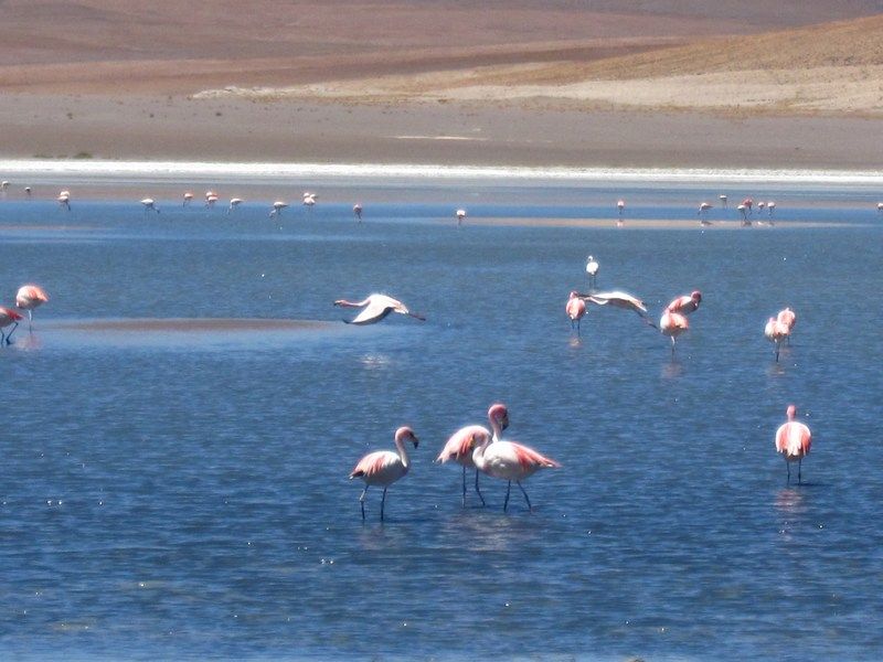 Uyuni