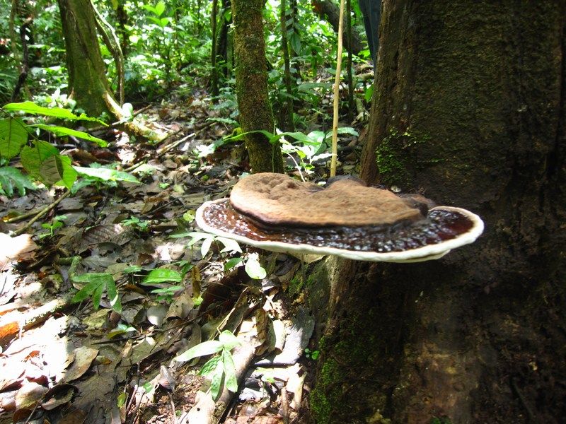 Madidi