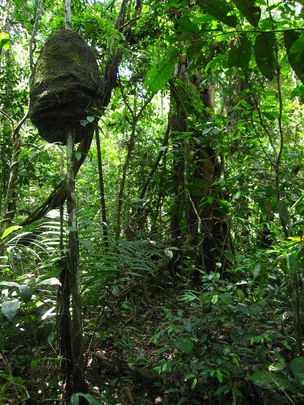 Madidi