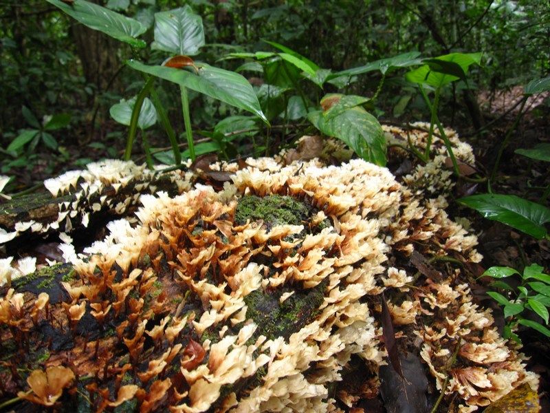 Madidi