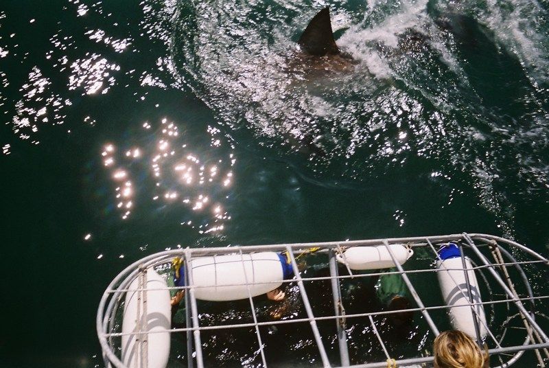 Shark Diving