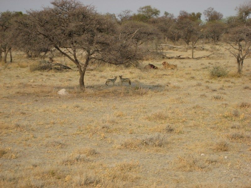 Etosha