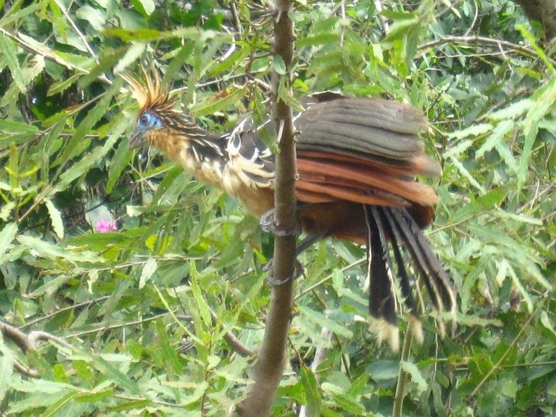 Bolivian Pampas