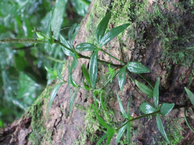 Madidi