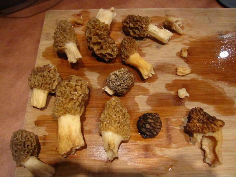 Morels, beautiful Morels