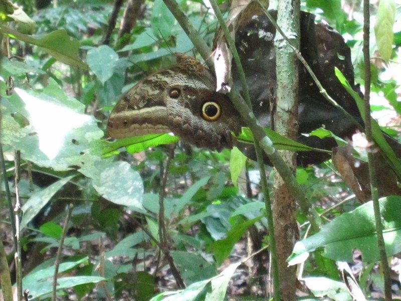 Madidi