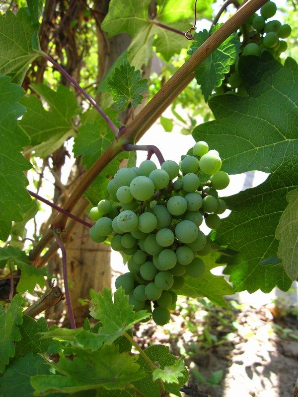 Mendoza Wine