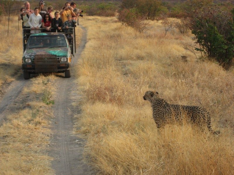 Cheetahs