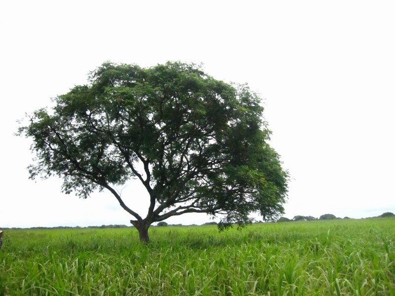 Bolivian Pampas