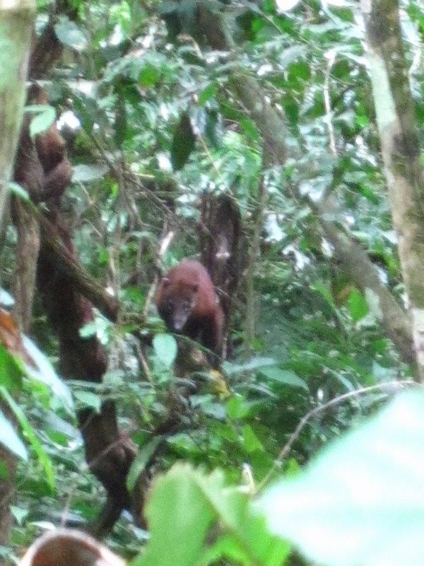 Madidi