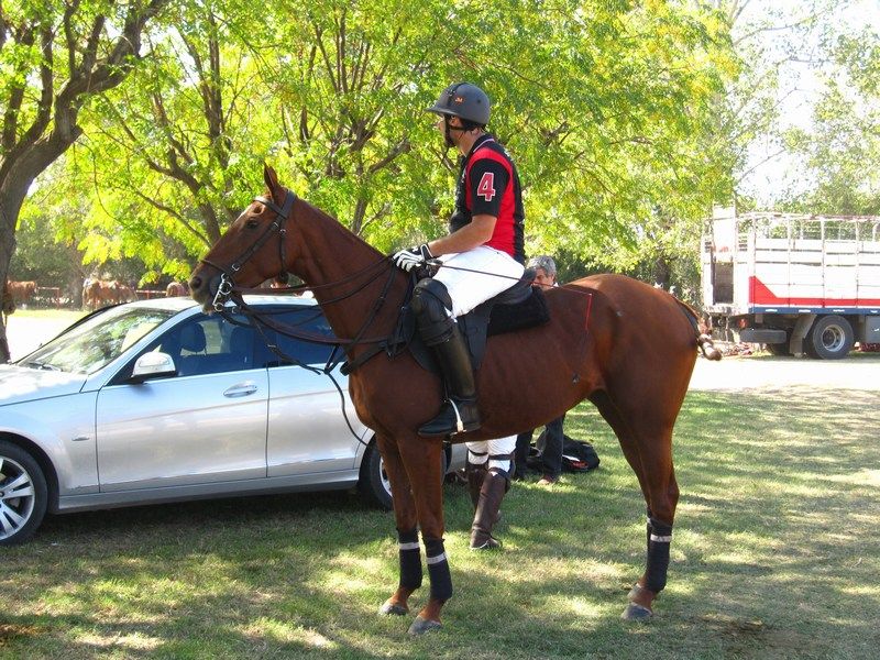 Polo