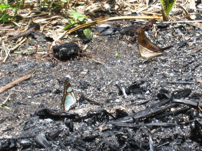 Madidi