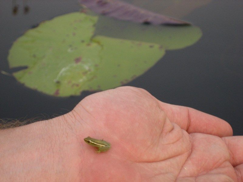Okavango Delta