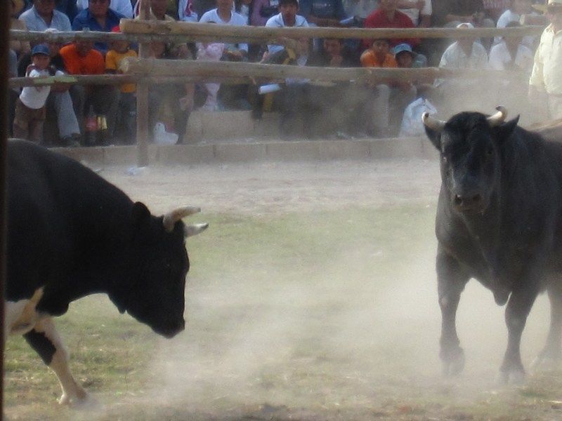 Toro Fight