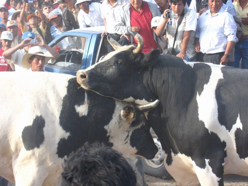 Toro Fight
