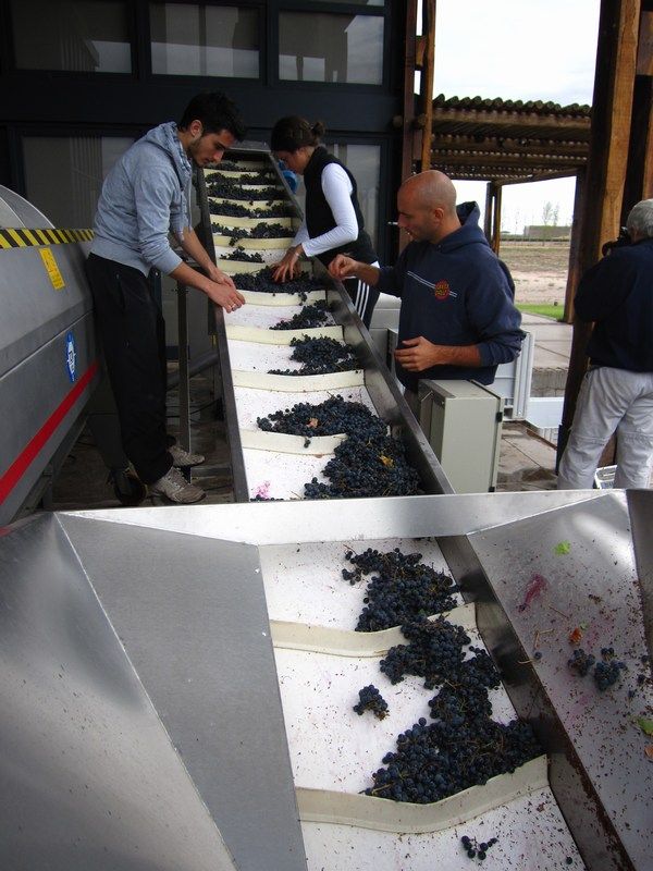Wine Harvest