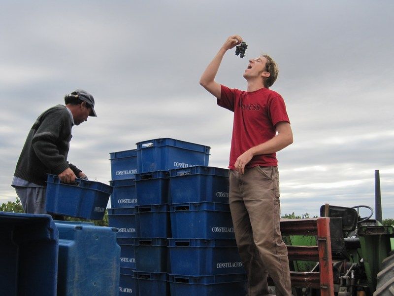 Wine Harvest