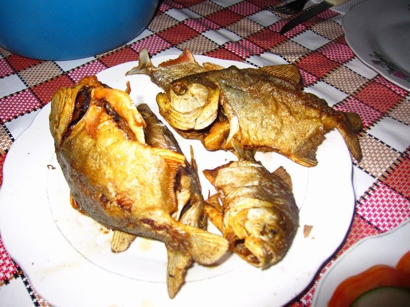 Bolivian Pampas