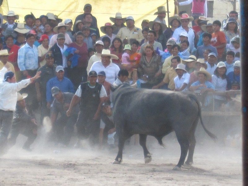 Toro Fight