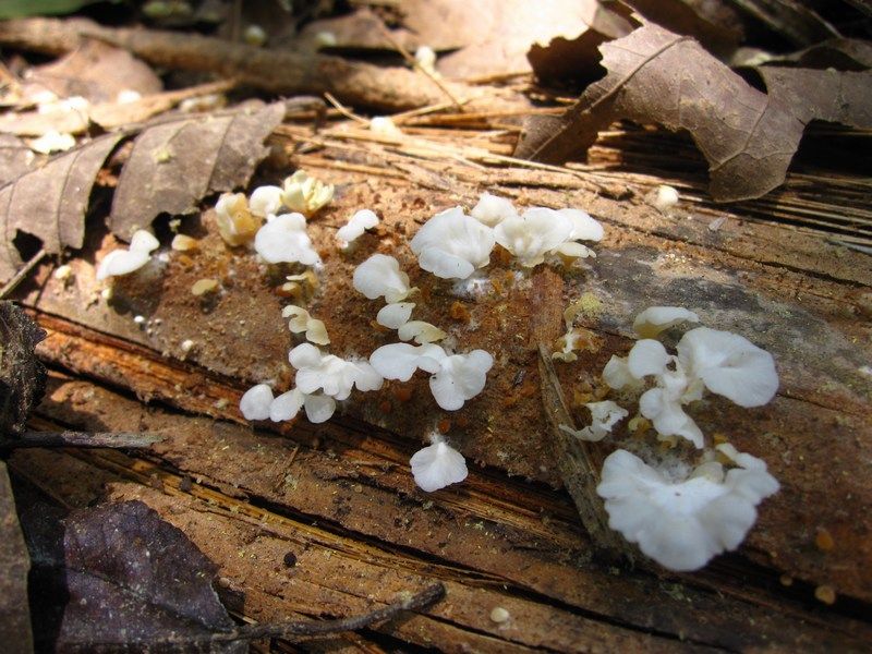 Madidi