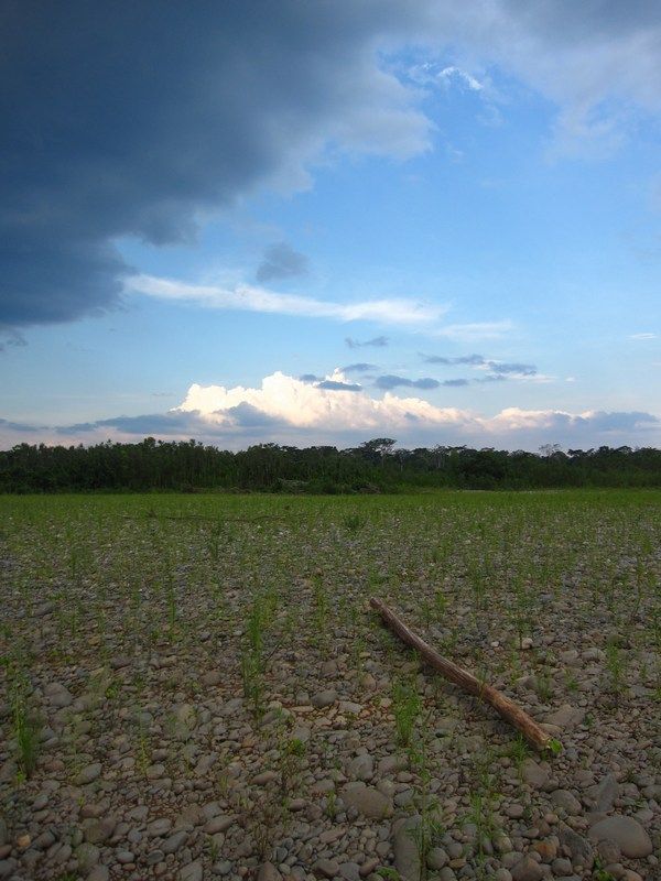 Madidi