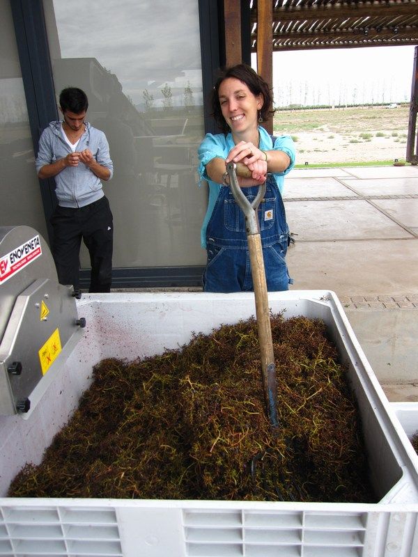 Wine Harvest