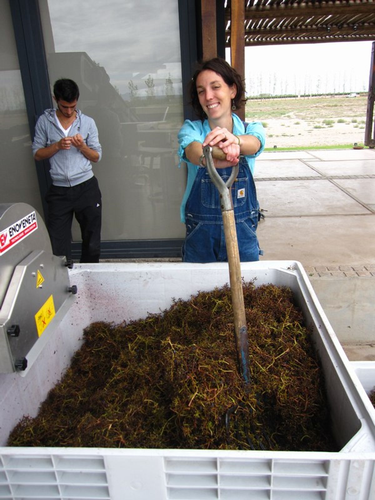 Wine Harvest