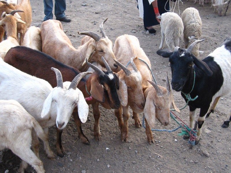 Otavalo