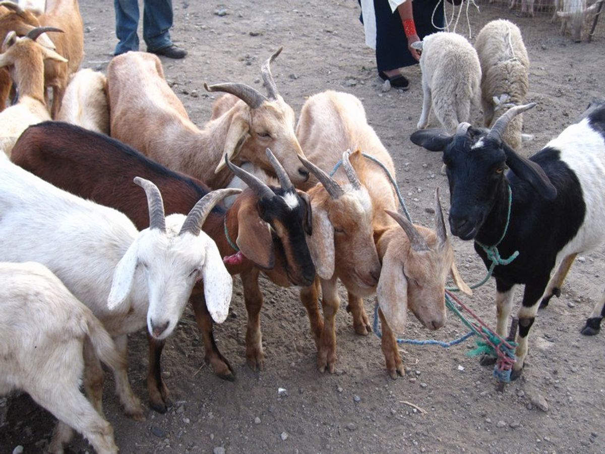 Otavalo