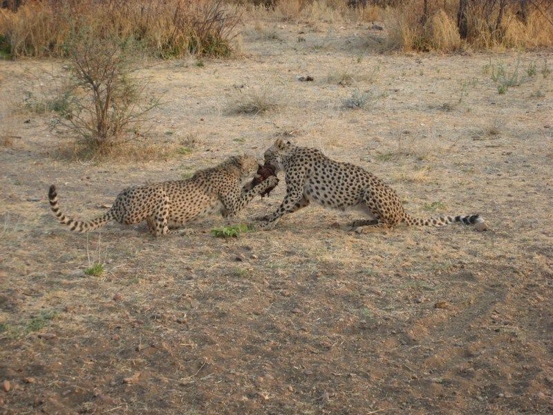 Cheetahs