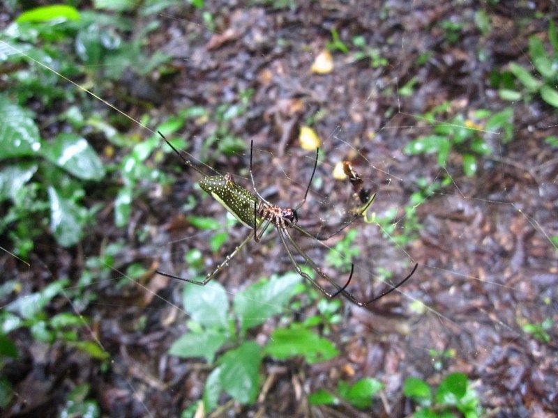 Madidi