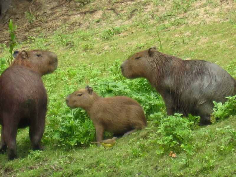 Bolivian Pampas
