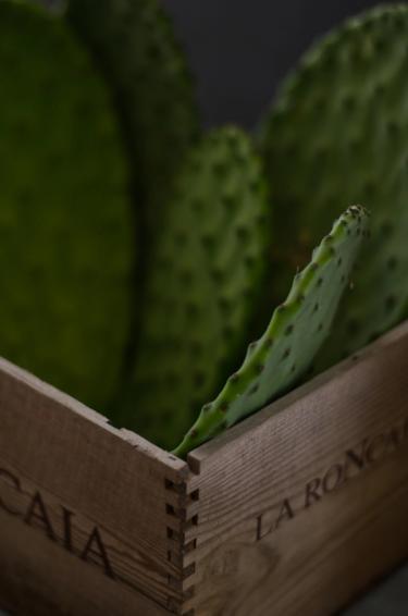 Close up shot of cactus pads (cactus leaves / cactus paddles / nopales) in a wooden box