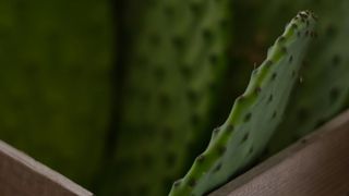 Close up shot of cactus pads (cactus leaves / cactus paddles / nopales) in a wooden box
