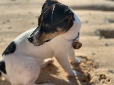 Rosa — a black and white dog that accompanied us on our TAO Island hoping experience