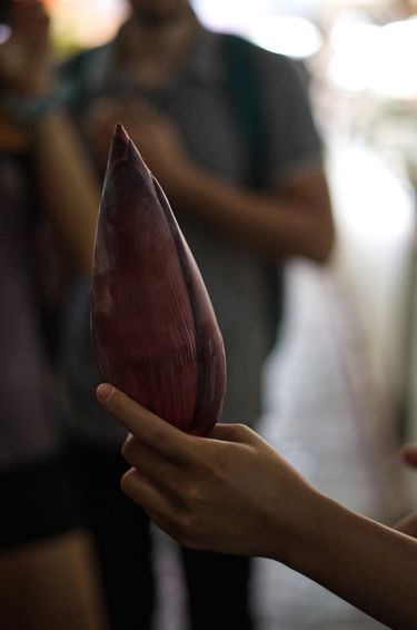 Hand holding out a banana flower