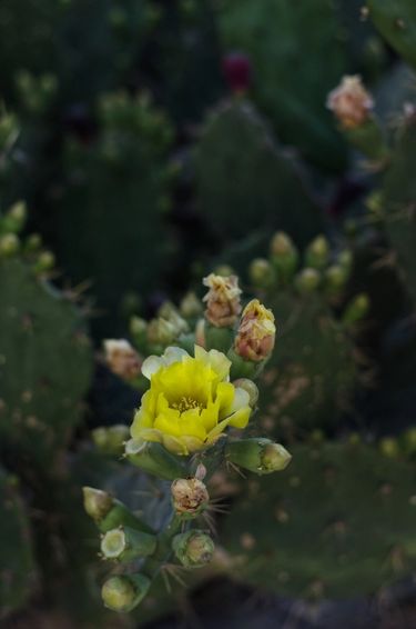 Close up of prickly pear leaves and a yellow prickly pear flower 